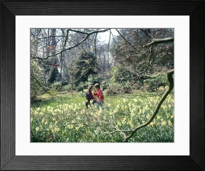 Framed Print : Romantic couple in spring flowers, West Country Framed Print : Romantic couple in spring flowers, West Country