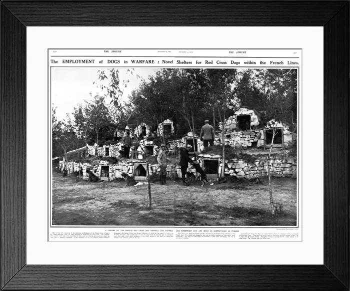 Framed Print : Employment of dogs in warfare, French Lines, WW1 Framed Print : Employment of dogs in warfare, French Lines, WW1
