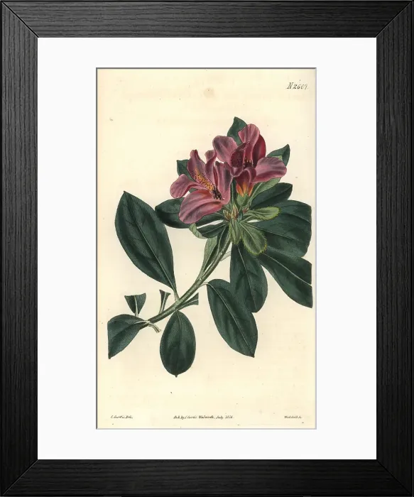 Framed Print : Cluster-flowered Indian azalea with purple Framed Print : Cluster-flowered Indian azalea with purple
