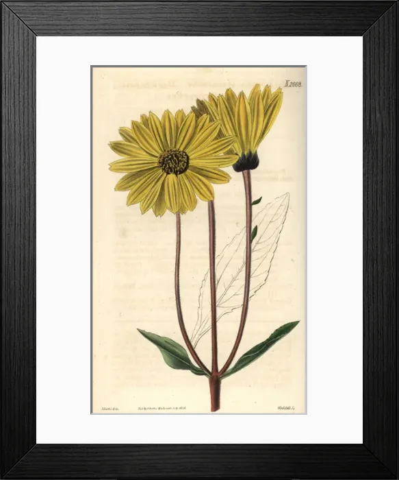 Framed Print : Dark-purple-eyed sunflower Helianthus atrorubens Framed Print : Dark-purple-eyed sunflower Helianthus atrorubens
