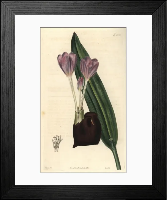 Framed Print : Crocus-flowered meadow-saffron Colchicum crociflorum Framed Print : Crocus-flowered meadow-saffron Colchicum crociflorum