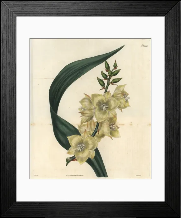 Framed Print : Glaucous-leaved Adams needle with pale yellow Framed Print : Glaucous-leaved Adams needle with pale yellow