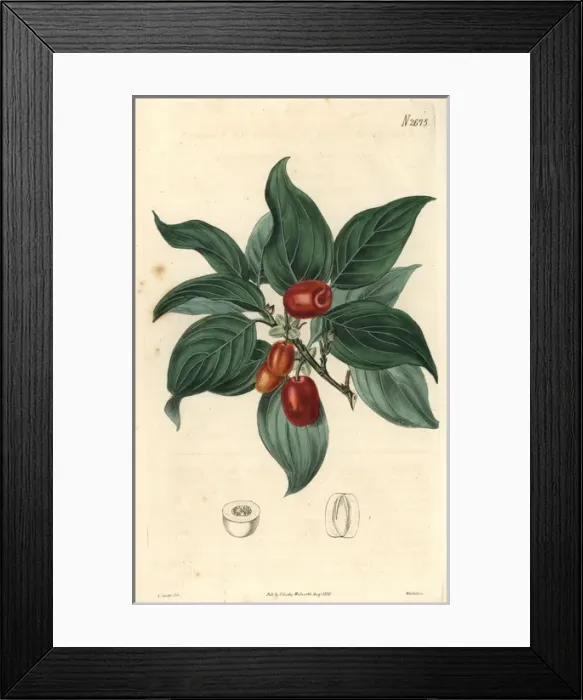 Framed Print : Cornelian cherry Cornus mascula Austrian cherry Framed Print : Cornelian cherry Cornus mascula Austrian cherry