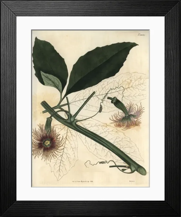 Framed Print : Female pedate feuillaea, Feuillaea pedata or Framed Print : Female pedate feuillaea, Feuillaea pedata or