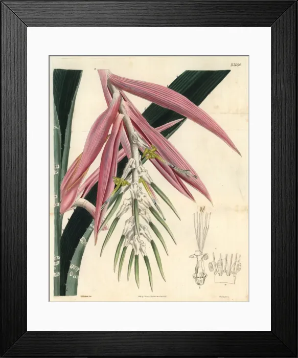 Framed Print : White-barred bromelia, Bromelia zebrina, parasitic Framed Print : White-barred bromelia, Bromelia zebrina, parasitic