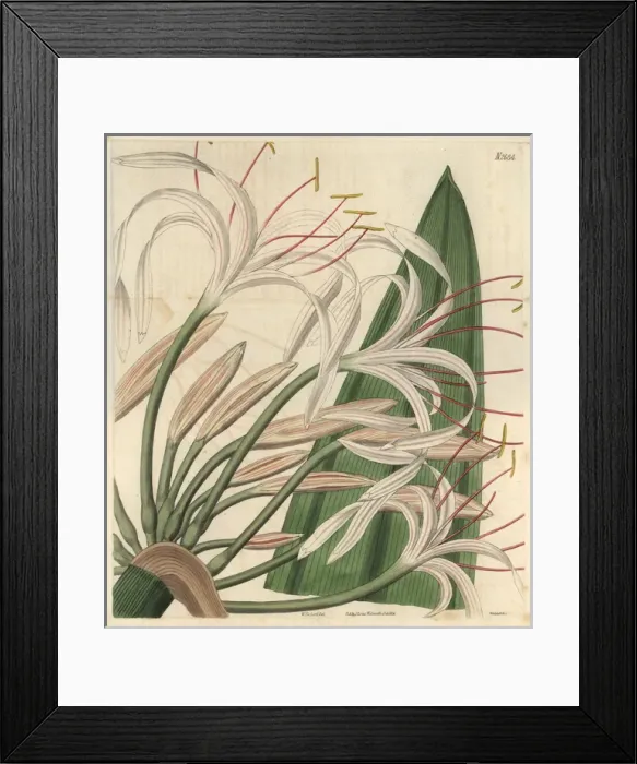 Framed Print : Tall rangoon crinum, Crinum procerum, white Framed Print : Tall rangoon crinum, Crinum procerum, white