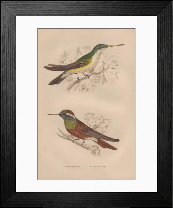 Framed Print : Azure-crowned, Amazilia cyanocephala, and white-eared