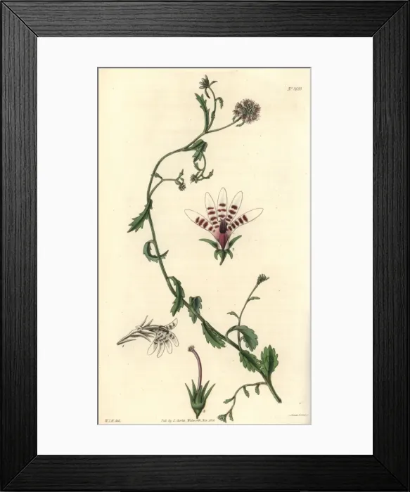 Framed Print : Corymbose African lobelia, Lobelia corymbosa Framed Print : Corymbose African lobelia, Lobelia corymbosa