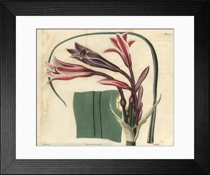 Framed Print : Cape Crinum, Black River variety, Crinum capense Framed Print : Cape Crinum, Black River variety, Crinum capense