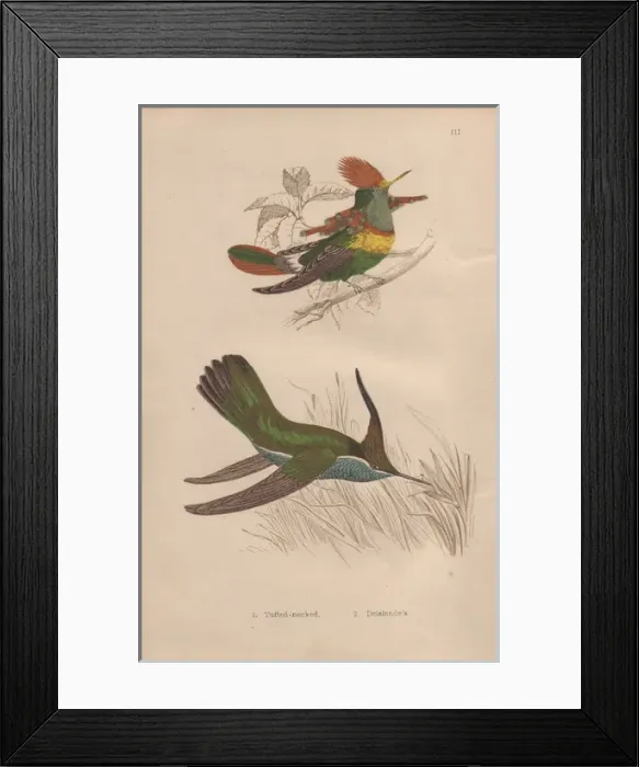 Framed Print : Tufted-necked hummingbird, Trochilus ornatus