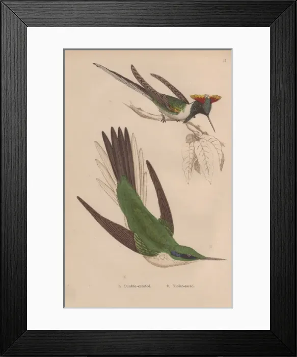 Framed Print : Double-crested, Trochilus cornutus, and green Framed Print : Double-crested, Trochilus cornutus, and green