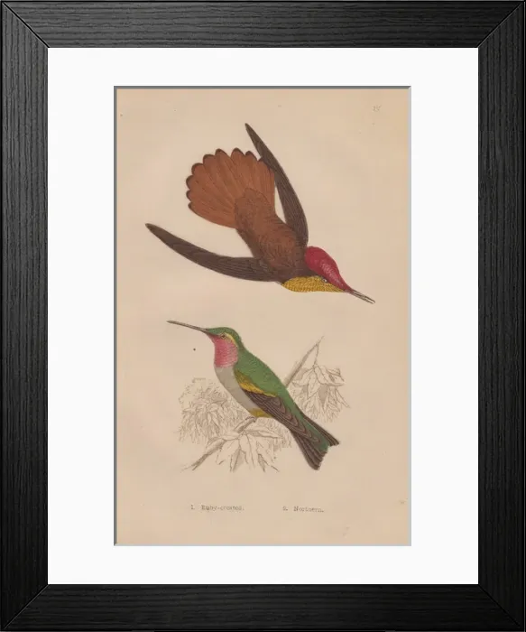 Framed Print : Ruby-crested, Chrysolampis mosquitus, and ruby-throated