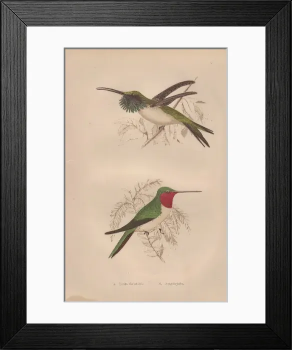 Framed Print : Ruby-throated, Calothorax lucifer, and Amethystine Framed Print : Ruby-throated, Calothorax lucifer, and Amethystine
