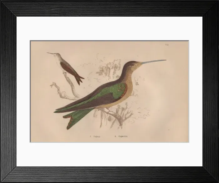 Framed Print : Pigmy hermit, Phaetornis pygmaeus, and gigantic Framed Print : Pigmy hermit, Phaetornis pygmaeus, and gigantic