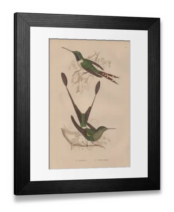 Framed Print : Duponts hummingbird, Tilmatura dupontii Framed Print : Duponts hummingbird, Tilmatura dupontii