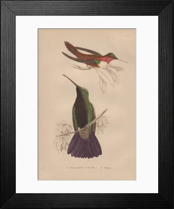 Framed Print : Rufous or Nootka, Selasphorus rufus, and black-throated Framed Print : Rufous or Nootka, Selasphorus rufus, and black-throated