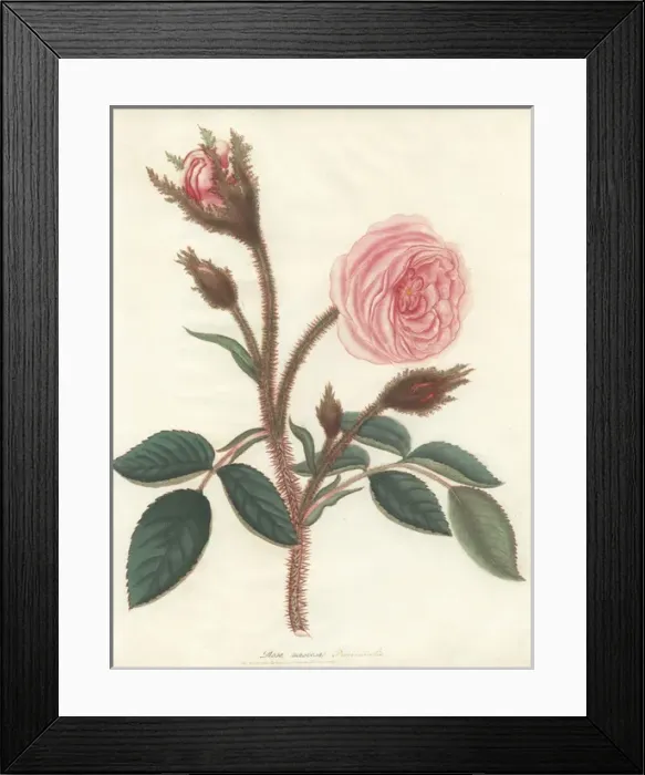 Framed Print : Pink moss rose, Rosa muscosa provincialis Framed Print : Pink moss rose, Rosa muscosa provincialis
