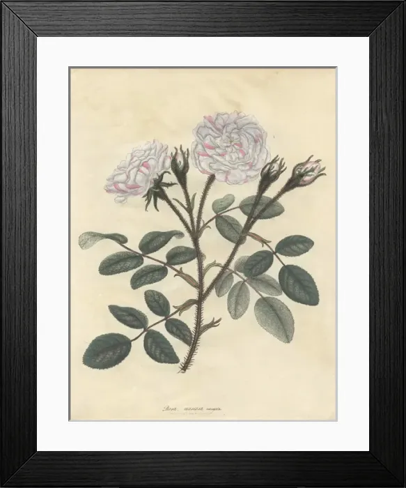 Framed Print : Variegated moss rose, Rosa muscosa variegata Framed Print : Variegated moss rose, Rosa muscosa variegata