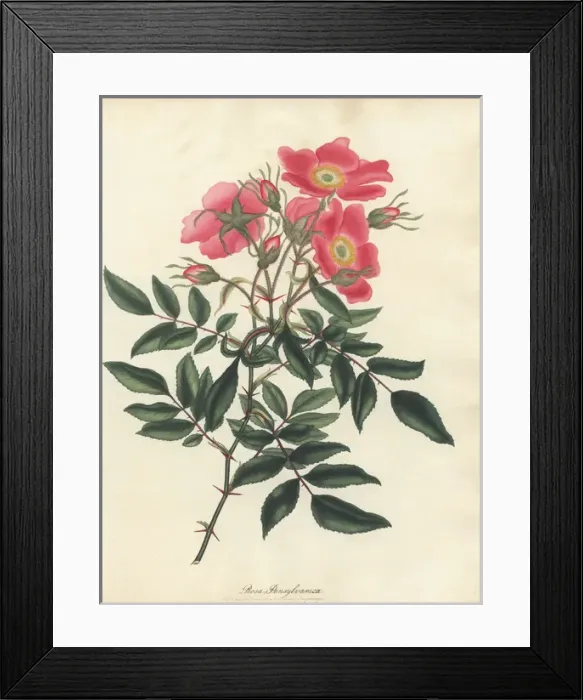 Framed Print : Pink swamp rose, Rosa pensylvanica (Rosa palustris) Framed Print : Pink swamp rose, Rosa pensylvanica (Rosa palustris)