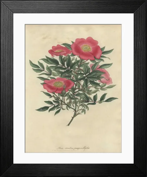 Framed Print : Pink rose, Rosa carolina var pimpinellifolia Framed Print : Pink rose, Rosa carolina var pimpinellifolia