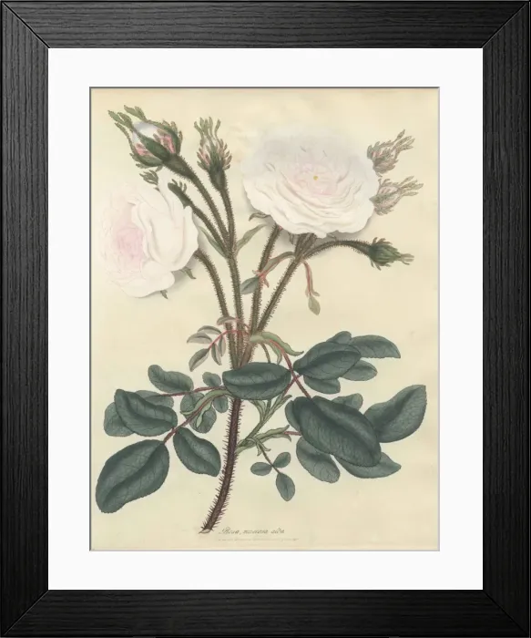 Framed Print : White moss rose, Rosa muscosa alba Framed Print : White moss rose, Rosa muscosa alba