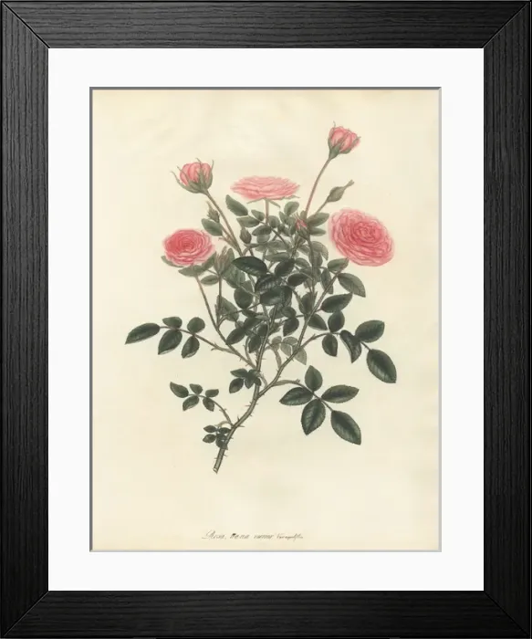 Framed Print : Pink rose, Rosa nana minor var aequaliflora Framed Print : Pink rose, Rosa nana minor var aequaliflora