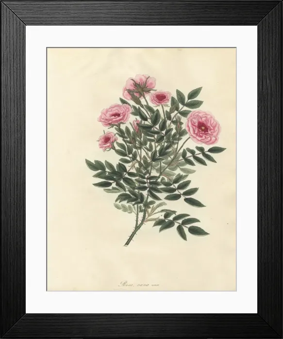 Framed Print : Pink rose, Rosa nana minor Framed Print : Pink rose, Rosa nana minor