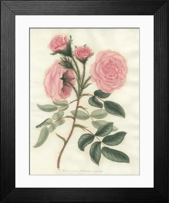 Framed Print : Pale pink moss, Rosa muscosa Provincialis var flore pallida Framed Print : Pale pink moss, Rosa muscosa Provincialis var flore pallida