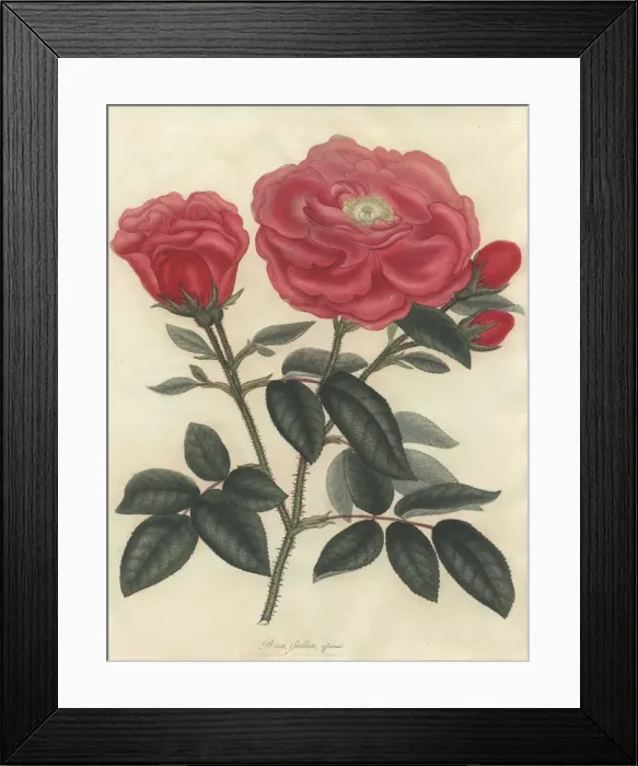 Framed Print : Scarlet French rose, Rosa gallica officinalis Framed Print : Scarlet French rose, Rosa gallica officinalis