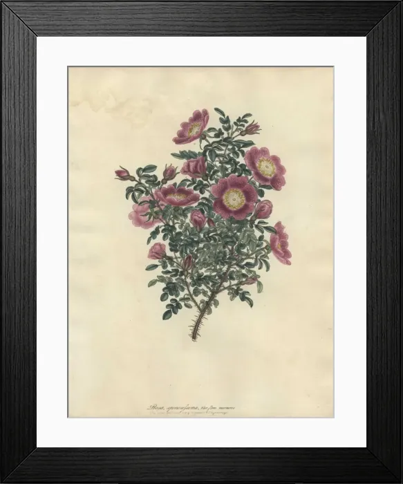 Framed Print : Rosa spinosissima, var flore marmorea Framed Print : Rosa spinosissima, var flore marmorea