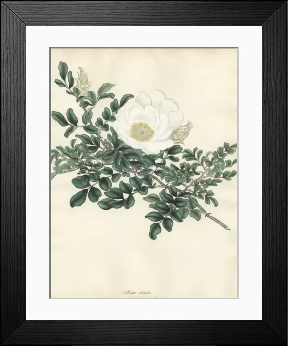 Framed Print : White rose, Rosa lucida Framed Print : White rose, Rosa lucida