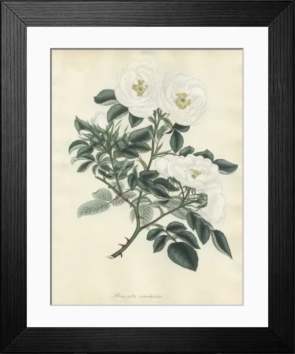 Framed Print : White rose, Rosa alba semi-duplex Framed Print : White rose, Rosa alba semi-duplex