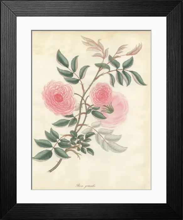 Framed Print : Pink rose, Rosa gracilis Framed Print : Pink rose, Rosa gracilis