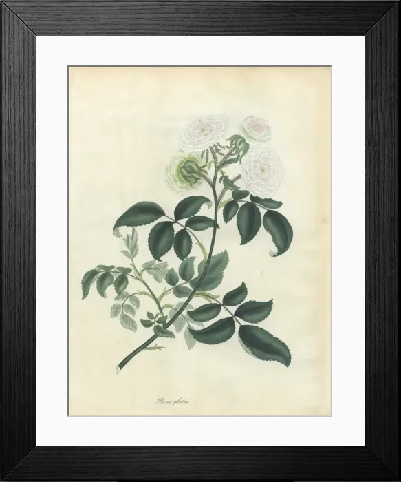 Framed Print : White rose, Rosa glabra Framed Print : White rose, Rosa glabra