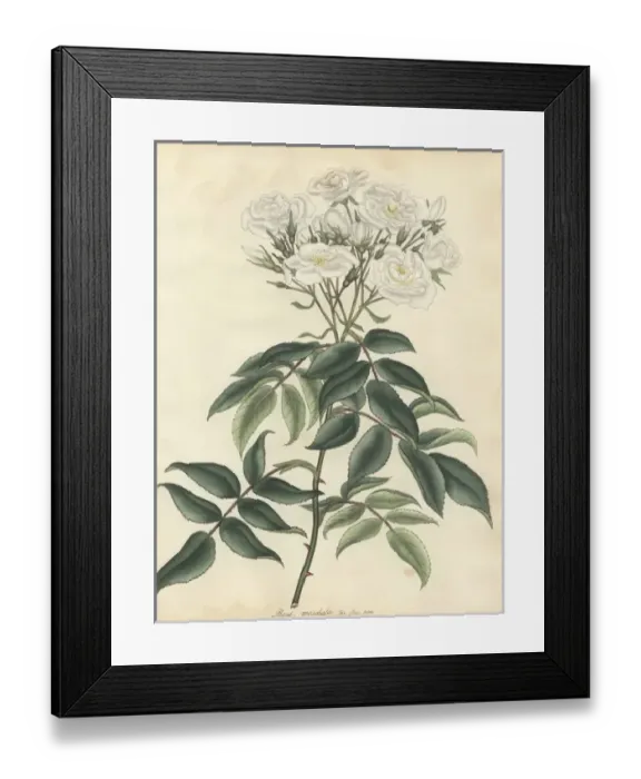 Framed Print : White musk rose, Rosa moschata var flore pleno Framed Print : White musk rose, Rosa moschata var flore pleno