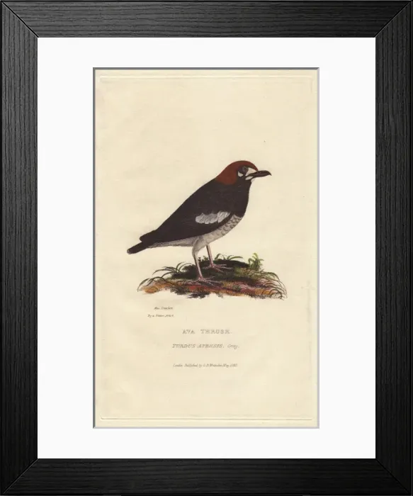Framed Print : Red-bellied ant-eater, Pitta erythrogaster Framed Print : Red-bellied ant-eater, Pitta erythrogaster