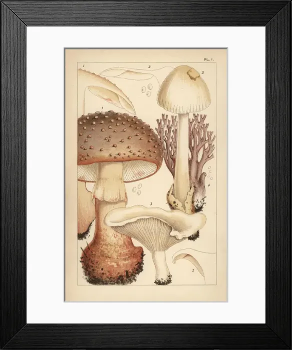 Framed Print : Blusher mushroom, grisette, miller and coral fungus Framed Print : Blusher mushroom, grisette, miller and coral fungus