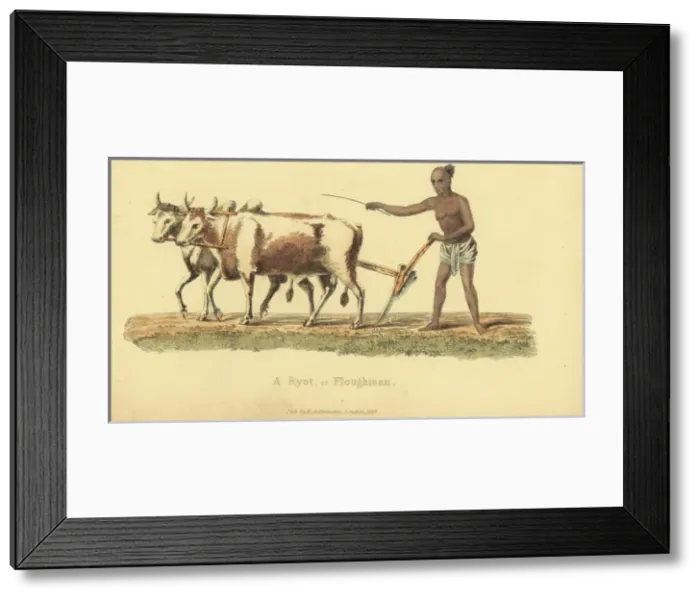 Framed Print : Ryot or Indian ploughman Framed Print : Ryot or Indian ploughman