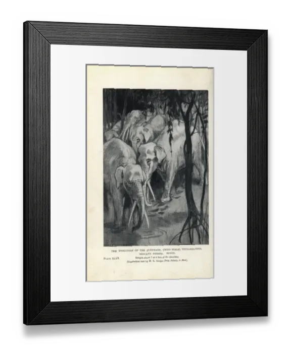 Framed Print : Gomphotherium species Framed Print : Gomphotherium species