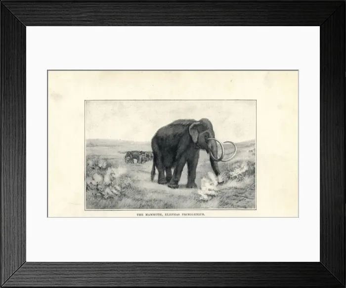 Framed Print : Mammoth, Mammuthus primigenius Framed Print : Mammoth, Mammuthus primigenius