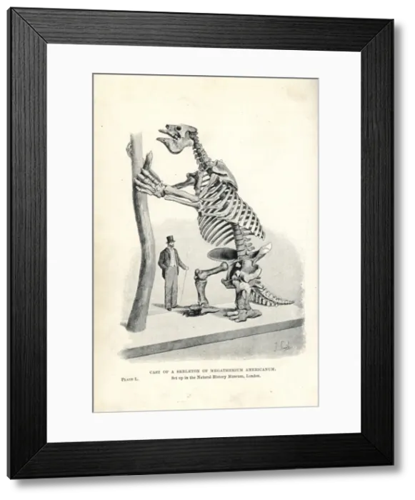Framed Print : Megatherium americanum skeleton cast Framed Print : Megatherium americanum skeleton cast