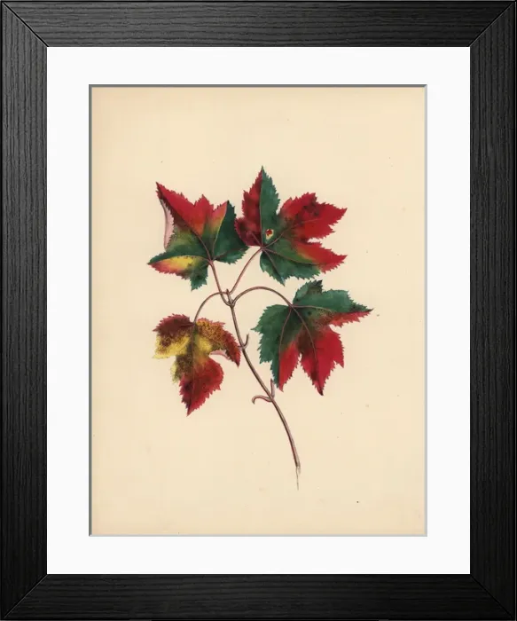Framed Print : Red maple leaves in autumn, Acer rubrum Framed Print : Red maple leaves in autumn, Acer rubrum