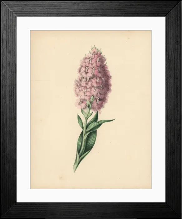 Framed Print : Fringed orchis with pale pink and white flowers Framed Print : Fringed orchis with pale pink and white flowers