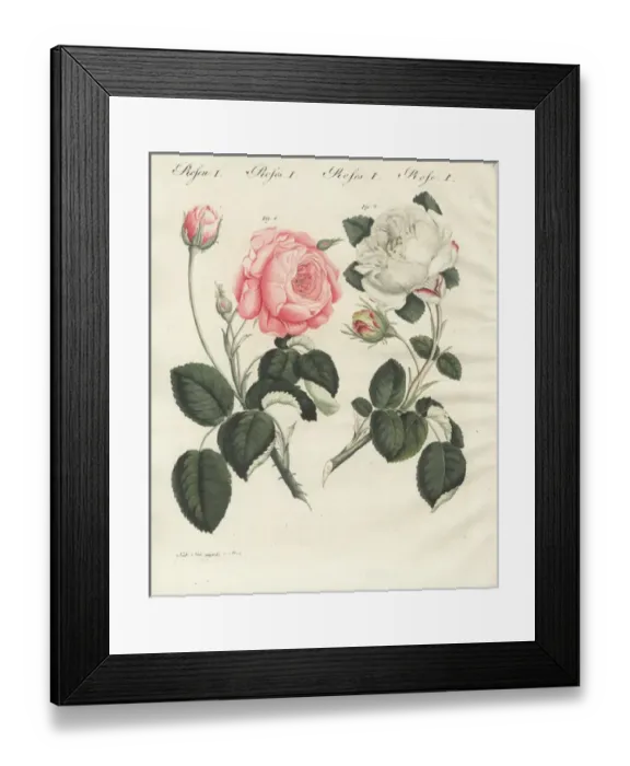 Framed Print : Pink German centifolia rose and white unique rose Framed Print : Pink German centifolia rose and white unique rose