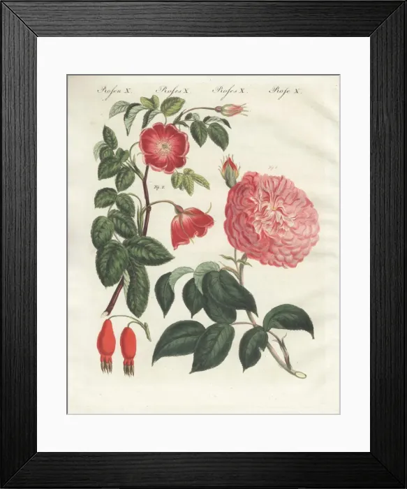Framed Print : Pink millefolia rose and alpine rose Framed Print : Pink millefolia rose and alpine rose
