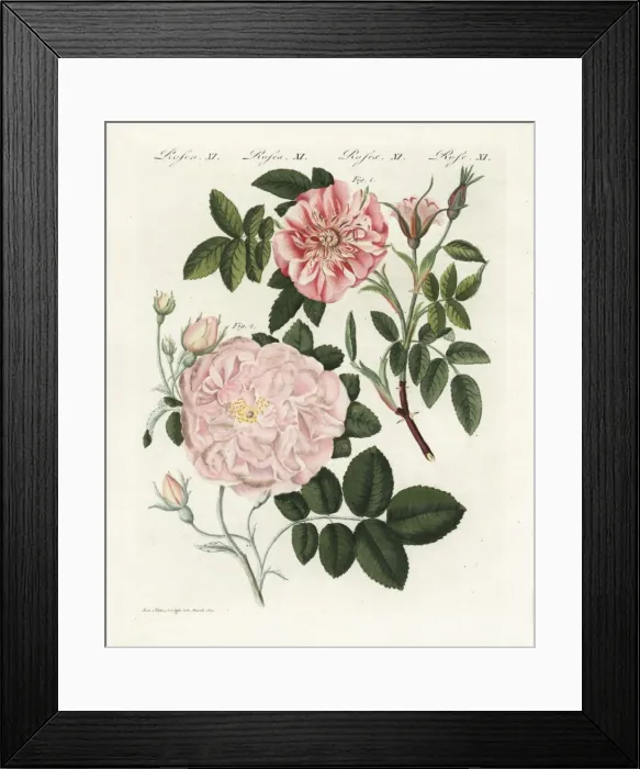 Framed Print : Cinnamon rose, Rosa majalis, and sweet briar Framed Print : Cinnamon rose, Rosa majalis, and sweet briar