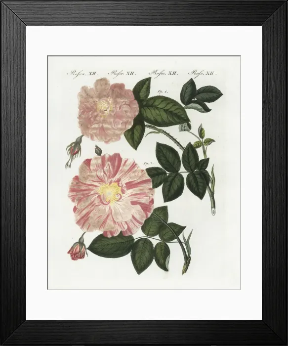 Framed Print : Damask rose, Rosa damascena, and striped rose Framed Print : Damask rose, Rosa damascena, and striped rose