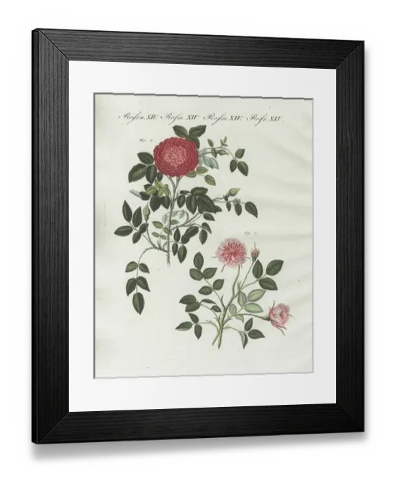 Framed Print : Small Provence rose and Dijon rose Framed Print : Small Provence rose and Dijon rose