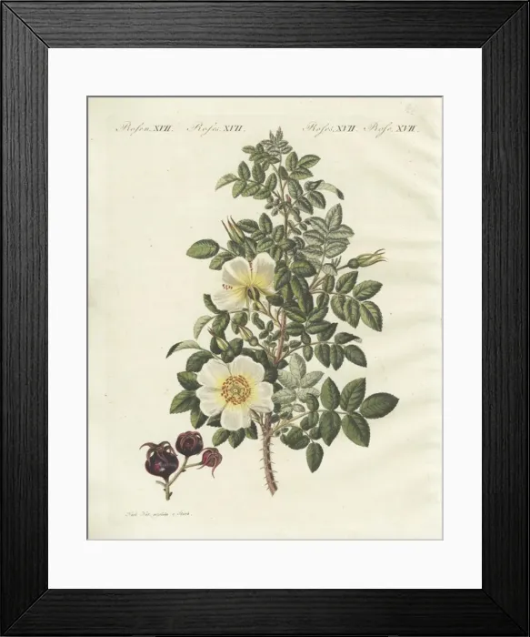 Framed Print : Burnet rose, Rosa spinosissima flore flavo Framed Print : Burnet rose, Rosa spinosissima flore flavo