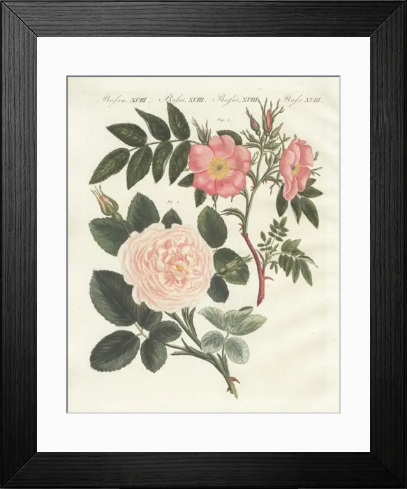 Framed Print : Virginia rose, Rosa lucida, and Rosa truncata major Framed Print : Virginia rose, Rosa lucida, and Rosa truncata major